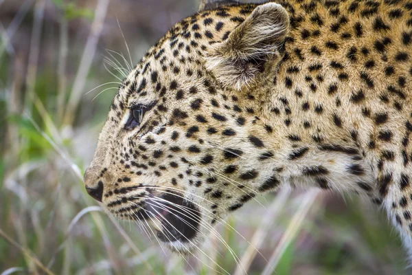 Leopardo en el Parque Nacional Kruger, Sudáfrica — Foto de Stock