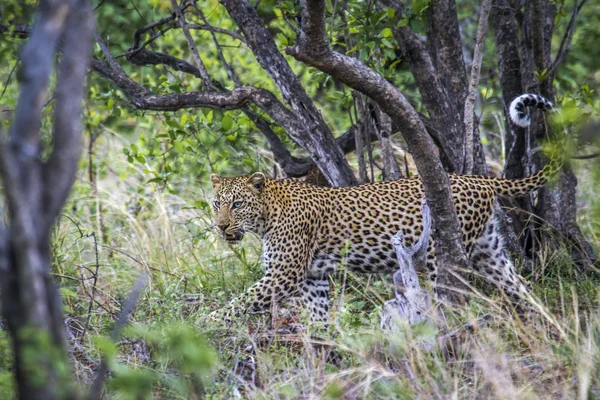 Leopard Kruger Nemzeti park, Dél-afrikai Köztársaság — Stock Fotó