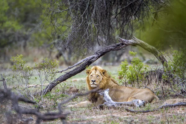 Αφρικανικό λιοντάρι στο εθνικό πάρκο Κρούγκερ, Νότια Αφρική — Φωτογραφία Αρχείου
