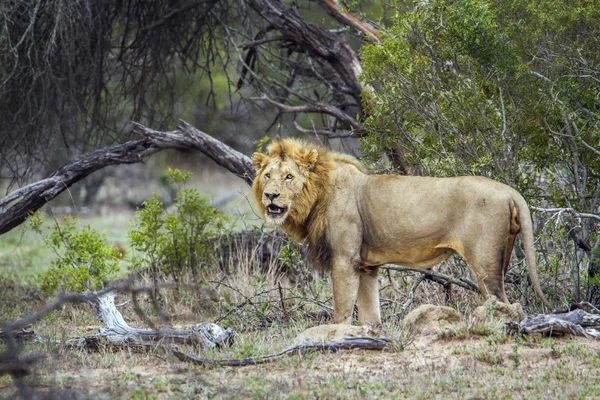 Afrikai oroszlán Kruger Nemzeti park, Dél-afrikai Köztársaság — Stock Fotó