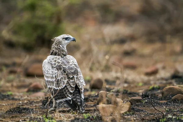 Martial Eagle in Kruger National park, Zuid-Afrika — Stockfoto