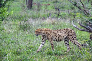 Cheetah Kruger National park, Güney Afrika