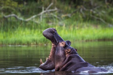 Hippopotamus in Kruger National park, South Africa clipart