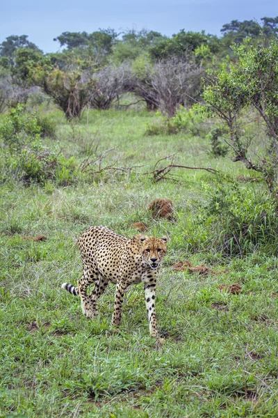 Gepárd Kruger Nemzeti park, Dél-afrikai Köztársaság — Stock Fotó