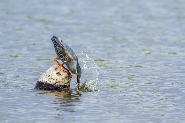 Green-backed ερωδιός σε εθνικό πάρκο Κρούγκερ, Νότια Αφρική — Φωτογραφία Αρχείου