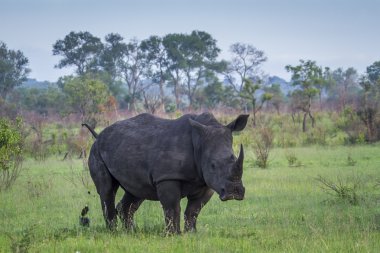 Güney beyaz gergedan Kruger National park, Güney Afrika