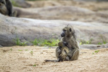Chacma maymun Kruger National park, Güney Afrika