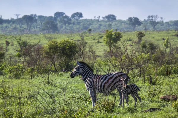 Flachzebra im Kruger Nationalpark, Südafrika — Stockfoto