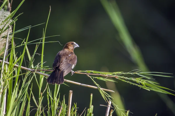 Grosbeak Weaver in Kruger National park, South Africa — Stock Photo, Image