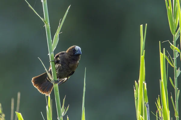 Grosbeak Уівер в Національний парк Крюгера, Південно-Африканська Республіка — стокове фото