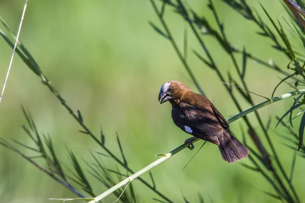 Grosbeak Уівер в Національний парк Крюгера, Південно-Африканська Республіка — стокове фото