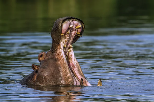 Ippopotamo nel Parco Nazionale di Kruger, Sud Africa — Foto Stock