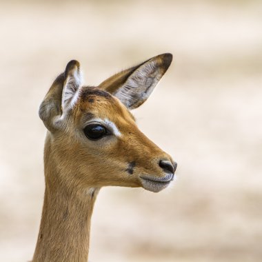 Impala Kruger National park, Güney Afrika