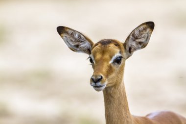 Impala in Kruger National park, South Africa clipart