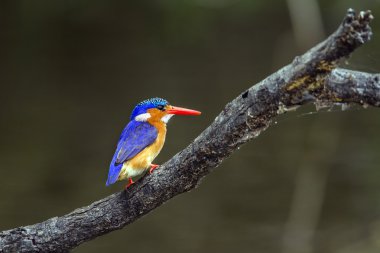 Malakit kingfisher Kruger National park, Güney Afrika