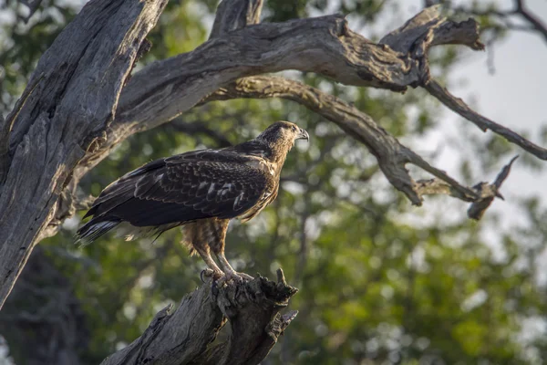 Vulturul marțial în Parcul Național Kruger, Africa de Sud — Fotografie, imagine de stoc
