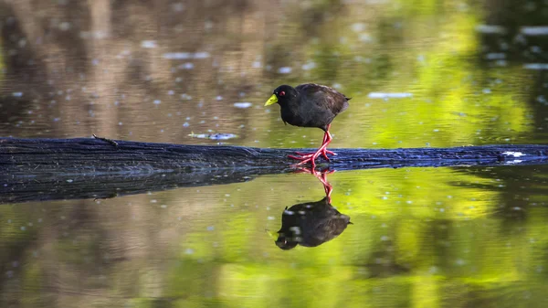 Black Crake no Parque Nacional Kruger, África do Sul — Fotografia de Stock