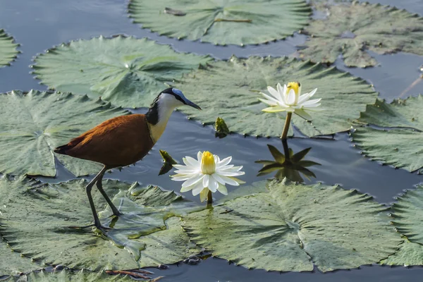 Afrika jasana Kruger National park, Güney Afrika