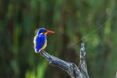 Malakit kingfisher Kruger National park, Güney Afrika