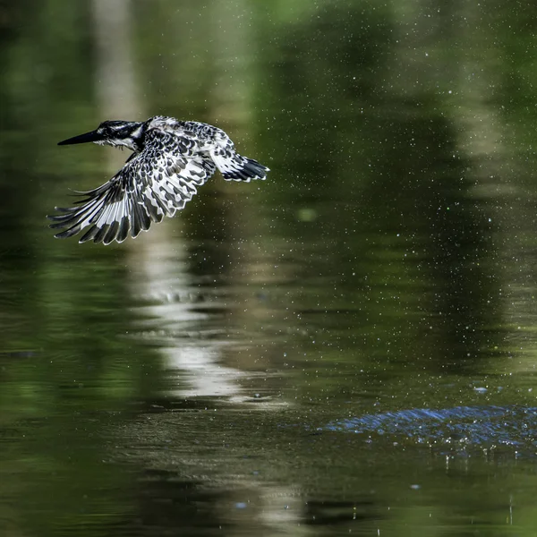 Pied kingfisher in Kruger National park, South Africa — Stock Photo, Image