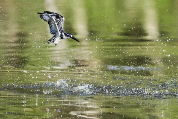 Bonte ijsvogel in Kruger National park, Zuid-Afrika — Stockfoto