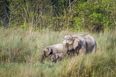 Asya fili Bardia Ulusal Park, Nepal