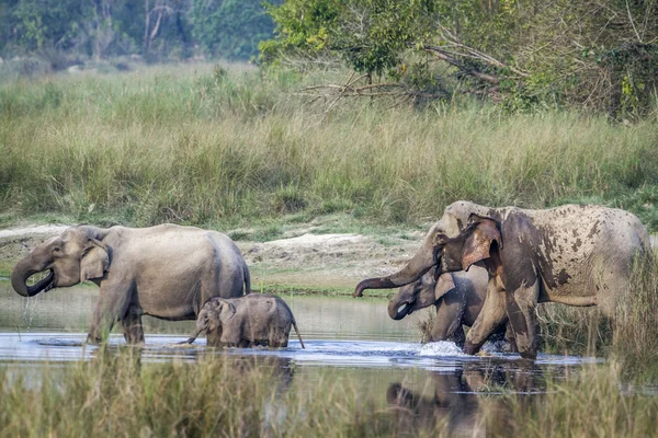 Elefante asiático en el parque nacional de Bardia, Nepal —  Fotos de Stock