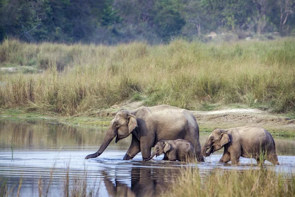 Elefante asiático en el parque nacional de Bardia, Nepal —  Fotos de Stock