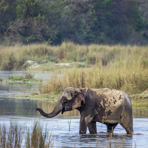 Elefante asiático en el parque nacional de Bardia, Nepal —  Fotos de Stock