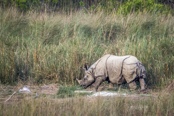 Rinoceronte-de-chifre-grande no parque nacional de Bardia, Nepal — Fotografia de Stock