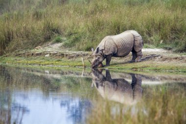 Büyük tek boynuzlu gergedan Bardia Ulusal Park, Nepal