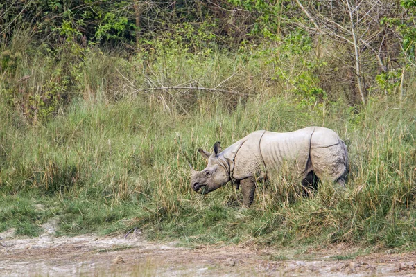 Gran rinoceronte de un cuerno en el parque nacional de Bardia, Nepal —  Fotos de Stock