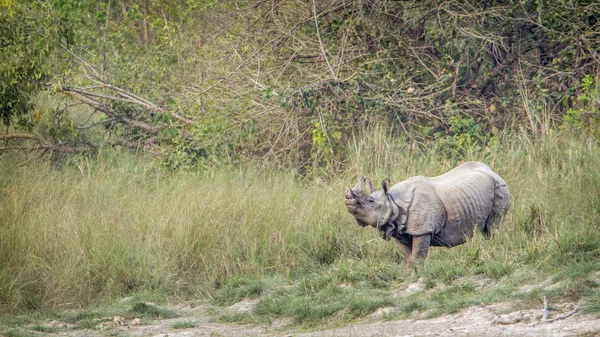 Rinoceronte-de-chifre-grande no parque nacional de Bardia, Nepal — Fotografia de Stock