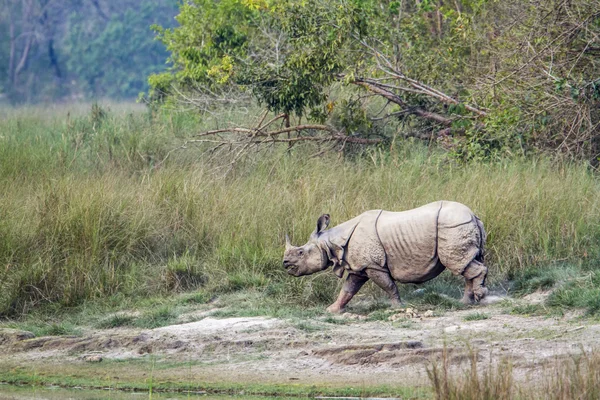 Rinoceronte-de-chifre-grande no parque nacional de Bardia, Nepal — Fotografia de Stock