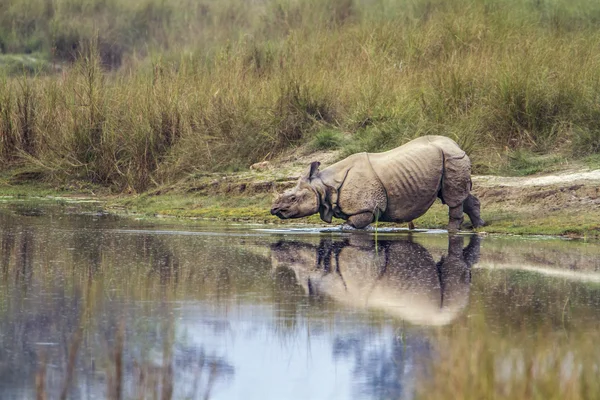 Rinoceronte-de-chifre-grande no parque nacional de Bardia, Nepal — Fotografia de Stock