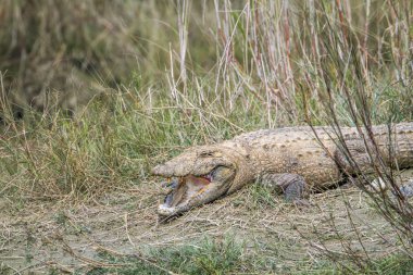 Soyguncu timsah Bardia Ulusal Park, Nepal