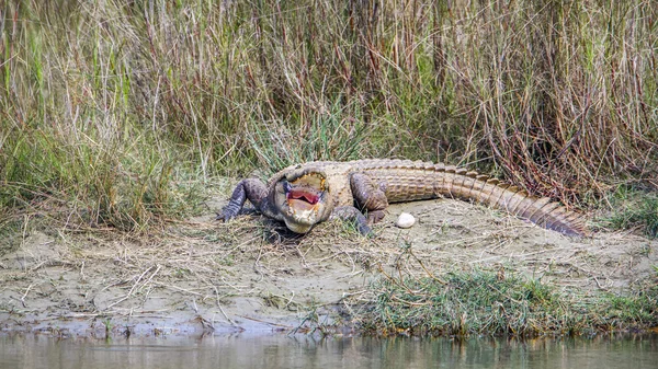 Coccodrillo rapace nel parco nazionale di Bardia, Nepal — Foto Stock