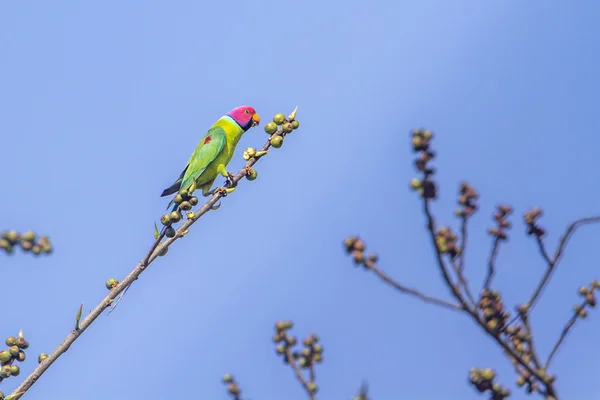 Perruche à tête de prune dans le parc national de Bardia, au Népal — Photo