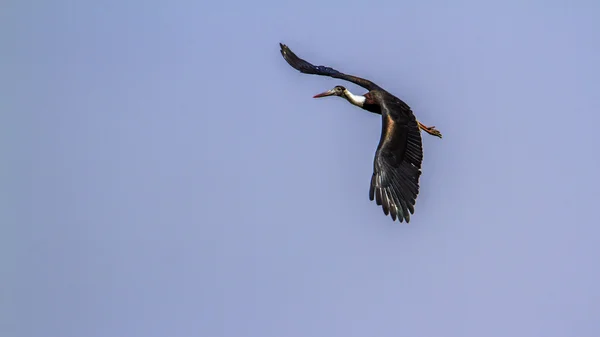 Cigogne à cou laineux dans le parc national de Bardia, Népal — Photo