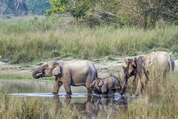 Elefante asiático en el parque nacional de Bardia, Nepal —  Fotos de Stock