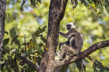 Bardia Milli Parkı, Nepal Hanuman Langur