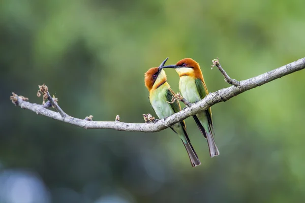 Chestnut-headed bee-eater in Bardia national park, Nepal — Stock Photo, Image