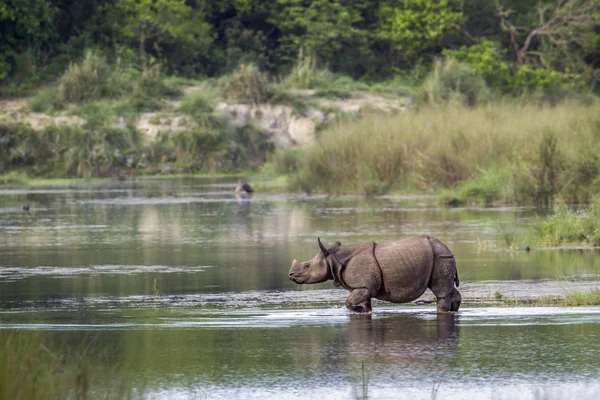 Greater One-horned Rhinoceros in Bardia national park, Nepal — Stock Photo, Image