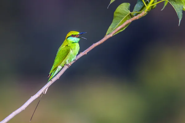 Bardia Ulusal Park, Nepal yeşil arı kuşugiller — Stok fotoğraf