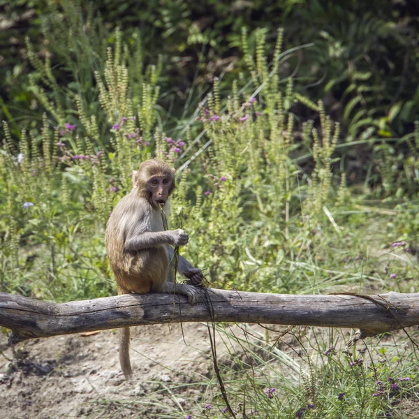 バルディア国立公園、ネパールでアカゲザル — ストック写真