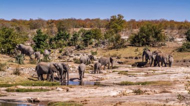 Güney Afrika 'daki Kruger Ulusal Parkı' nda nehir kıyısında su içen Afrika fili sürüsü; Fil giller familyasından Specie Loxodonta africana