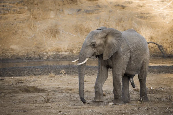 Afrikaanse Bosolifant Mannetje Rivieroever Kruger National Park Zuid Afrika Soort — Stockfoto