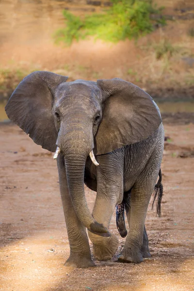 Elefante Africano Mato Vista Frontal Masculina Parque Nacional Kruger África — Fotografia de Stock