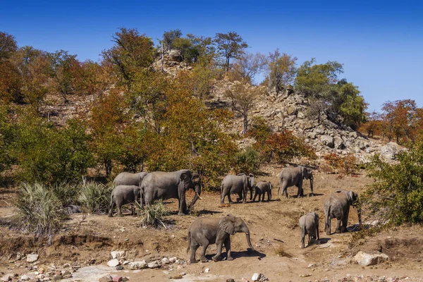 Allevamento Elefanti Del Bush Africano Passeggiando Nel Paesaggio Del Masso — Foto Stock