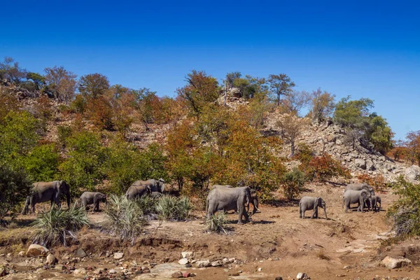 African Bush Elephant Herd Walking Boulder Scenery Kruger National Park — Stock Photo, Image